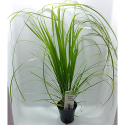 Cyperus helferi