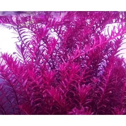 Rotala blod red